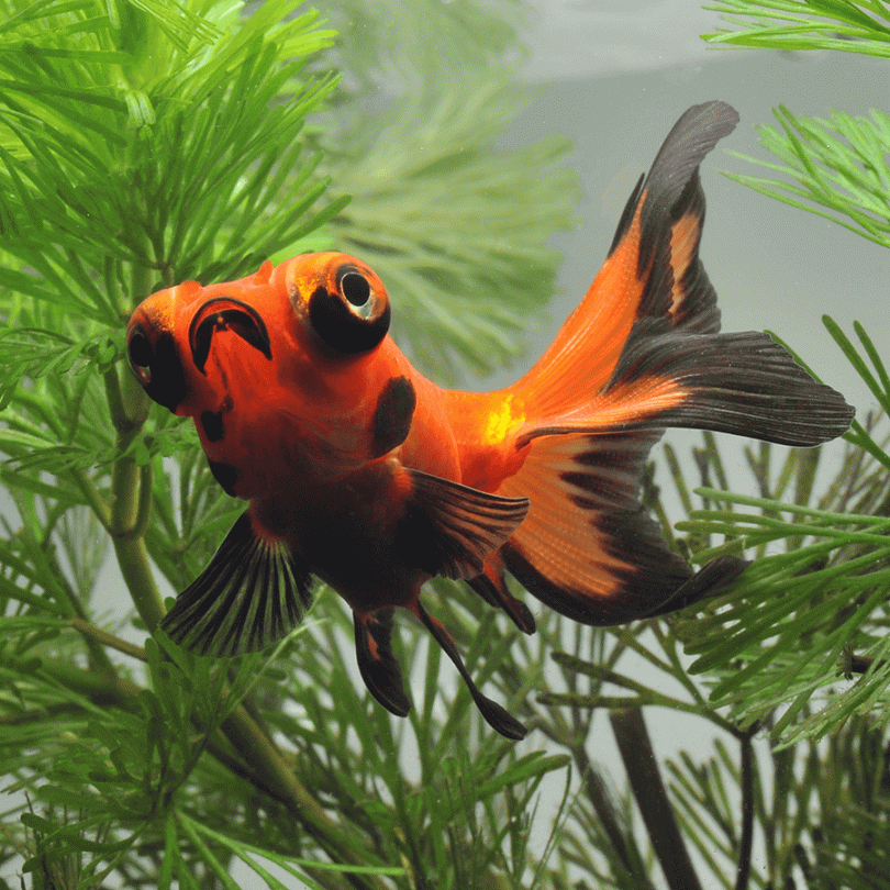 Telescope Goldfish